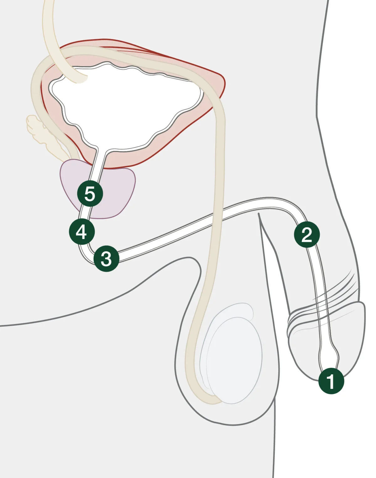 Male Urethral Anatomy Diagram